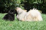 PEKINOIS 106